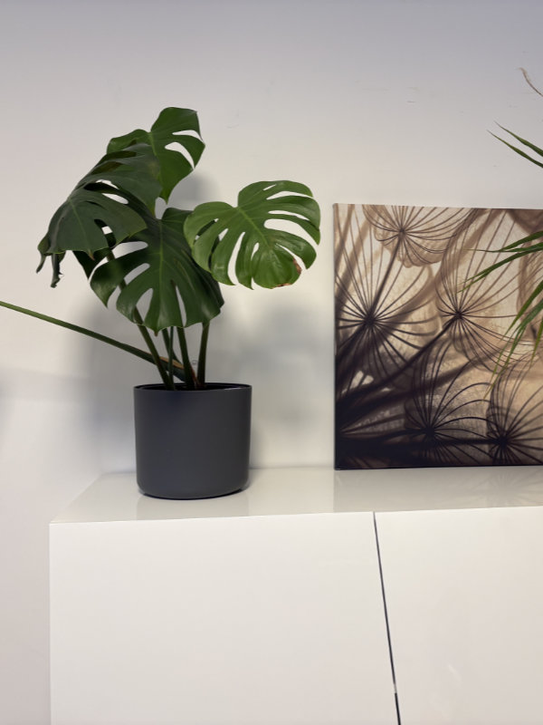 Highboard Monatsrückblick Januar 2026: Kati Wolf - SEO-Coaching & SEO-Sparringspartner